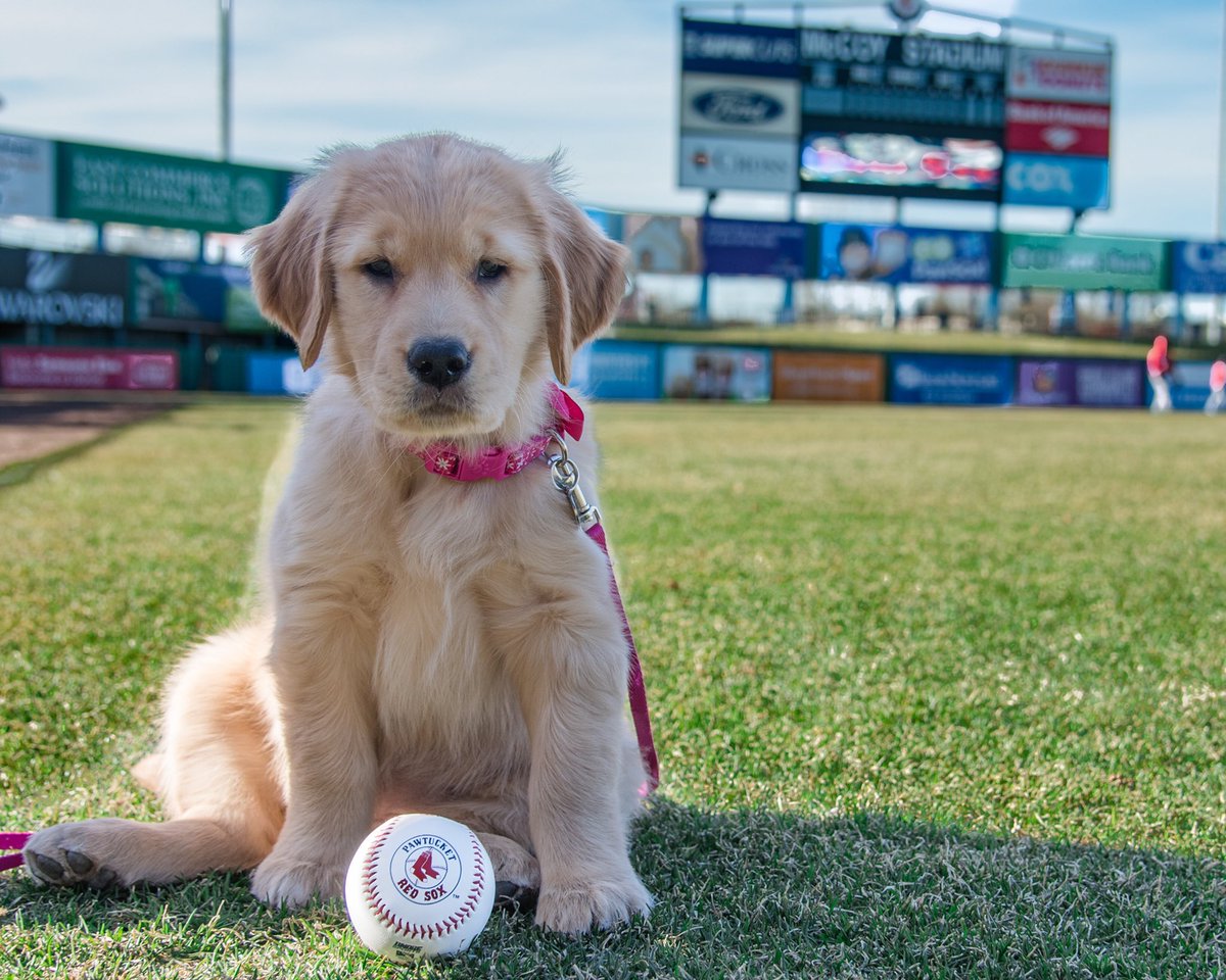 PawSox's tweet photo. We’ve been putting the PAW in #Pawtucket since 1973!! Bring your dog to the ballpark on June 10th for our Annual #BarkInThePark where they will take place in our pregame parade. 🐶🐶🐶 https://t.co/VXldi41HgW https://t.co/pFAOsn7QRG