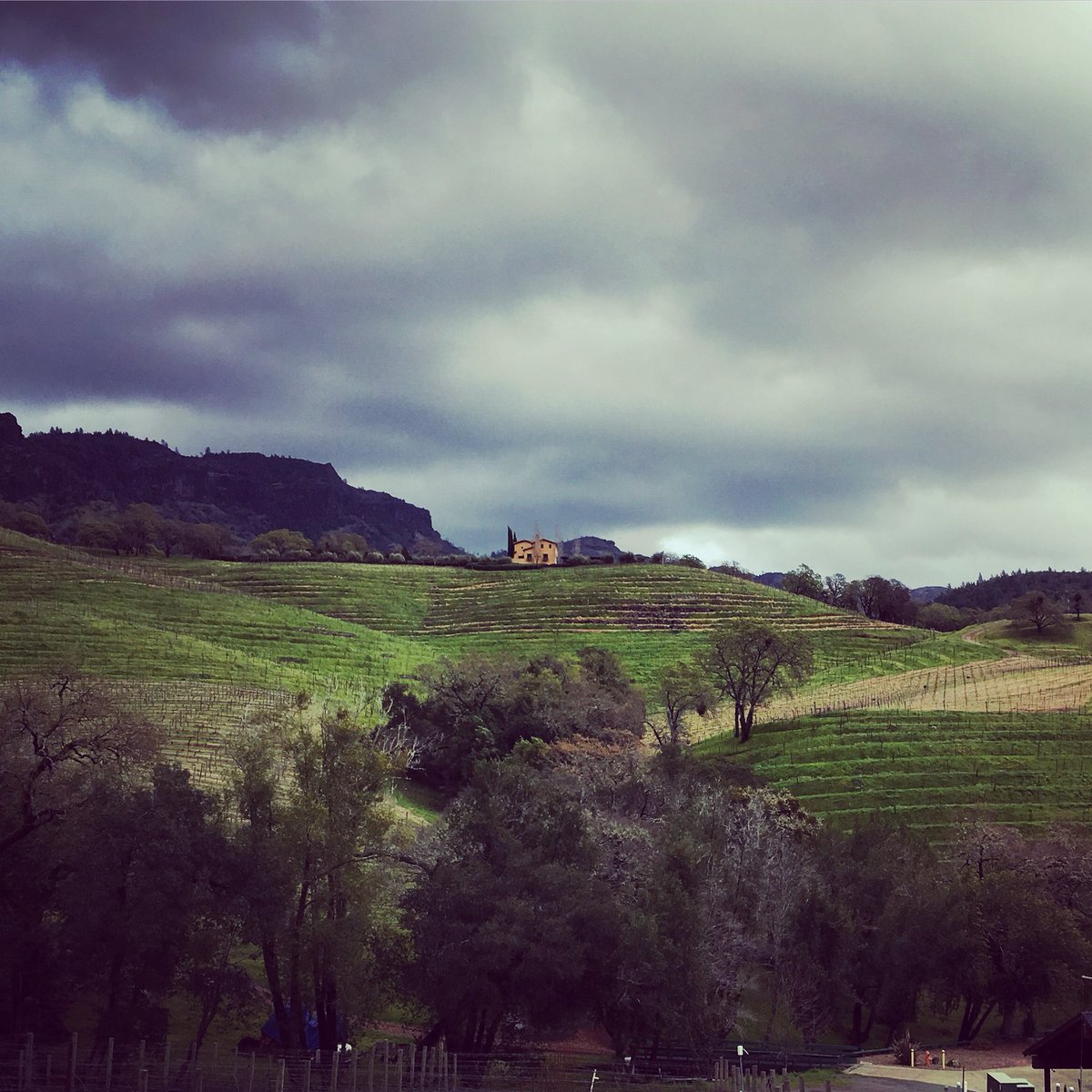 Rainy afternoon in the canyon #napavalley #napagreen #hillsidefarming