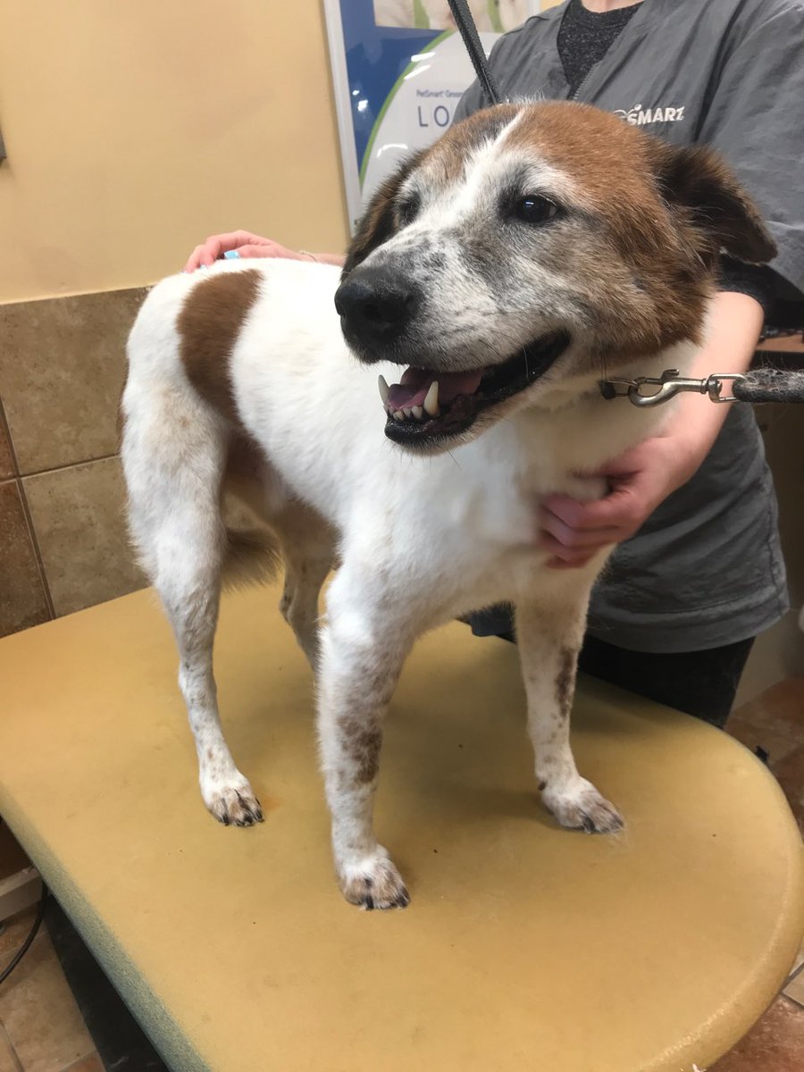 Hawkley adored her deshedding treatment!

#northeastgrooming Store #2286 #CT Groomed by Molly. Category: FURminator
@LauraG_DAT <a href="/ssklr11/">Kristie Reisenweaver</a> <a href="/Monicalovespets/">PetSmartNortheast</a> <a href="/PetSmart/">PetSmart</a>