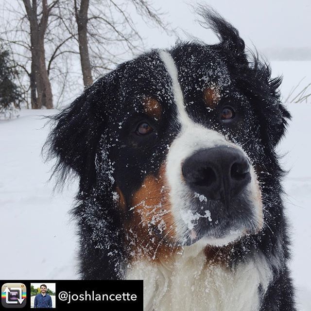 NokomisLife's tweet photo. The English major behind @nokomislife appreciates the TS Eliot reference (and, of course, #dogsofnokomis )
📷: @joshlancette - [speaking earnestly] “T.S. Eliot is full of crap. April is the BESTEST month.” -
-
-
#bernesemountaindog #berner #minnesota … https://t.co/HLyBdOoUwa https://t.co/QuDAtWvzSQ