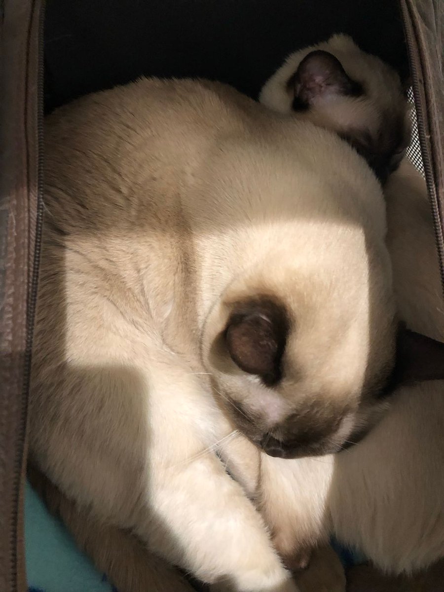 PurrrfectlyH's tweet photo. Friends let friends sleep π€ on each other π»πππΊπ»π€#Rocket #Aylen #wedontfit #itsalittlecrowded #favoritenappingspot #donotdisturb #youresquishingme #thiscantbecomfortable #thestruggleisreal #caturday #catnap #catlife #catlover #cats #cutecats #topcat #bffs #petsitesunite https://t.co/numiD3Z3eG
