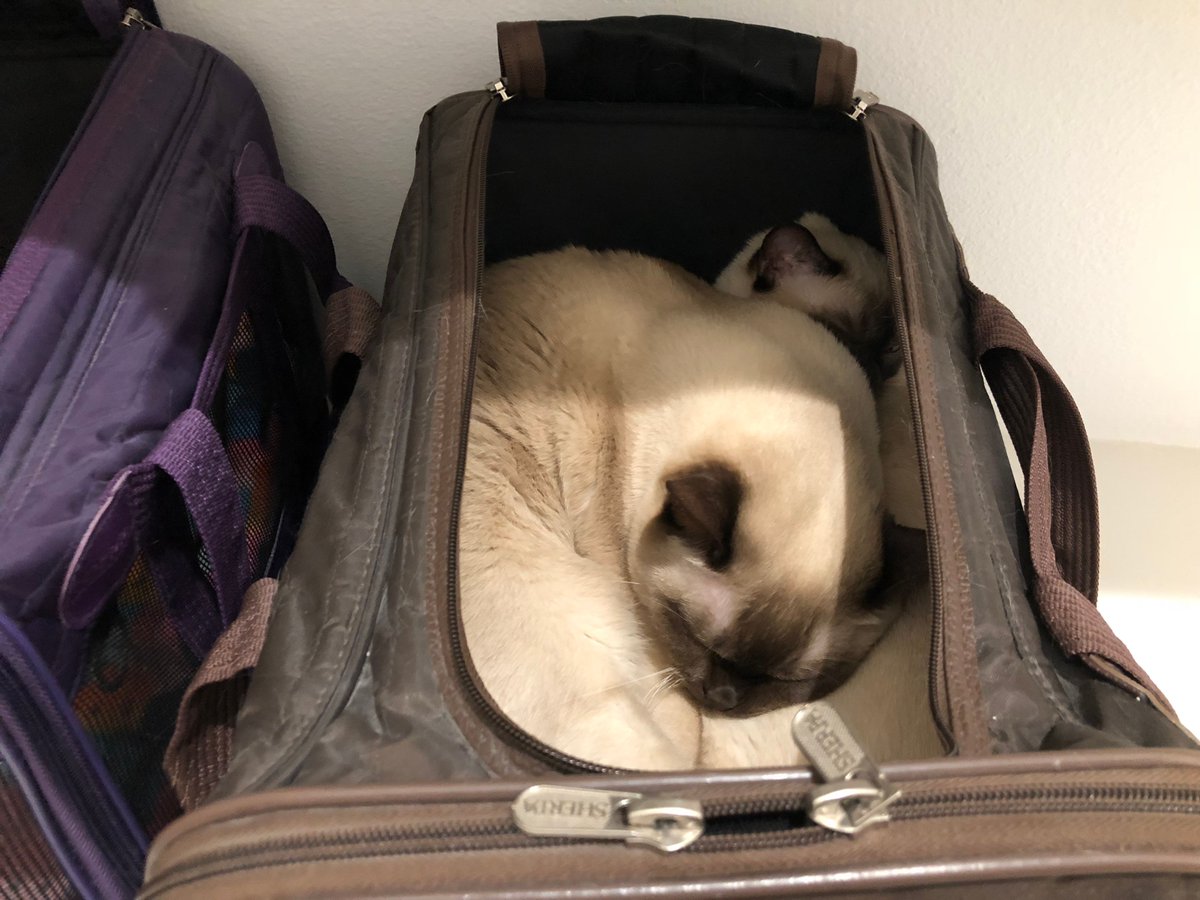 PurrrfectlyH's tweet photo. Friends let friends sleep π€ on each other π»πππΊπ»π€#Rocket #Aylen #wedontfit #itsalittlecrowded #favoritenappingspot #donotdisturb #youresquishingme #thiscantbecomfortable #thestruggleisreal #caturday #catnap #catlife #catlover #cats #cutecats #topcat #bffs #petsitesunite https://t.co/numiD3Z3eG