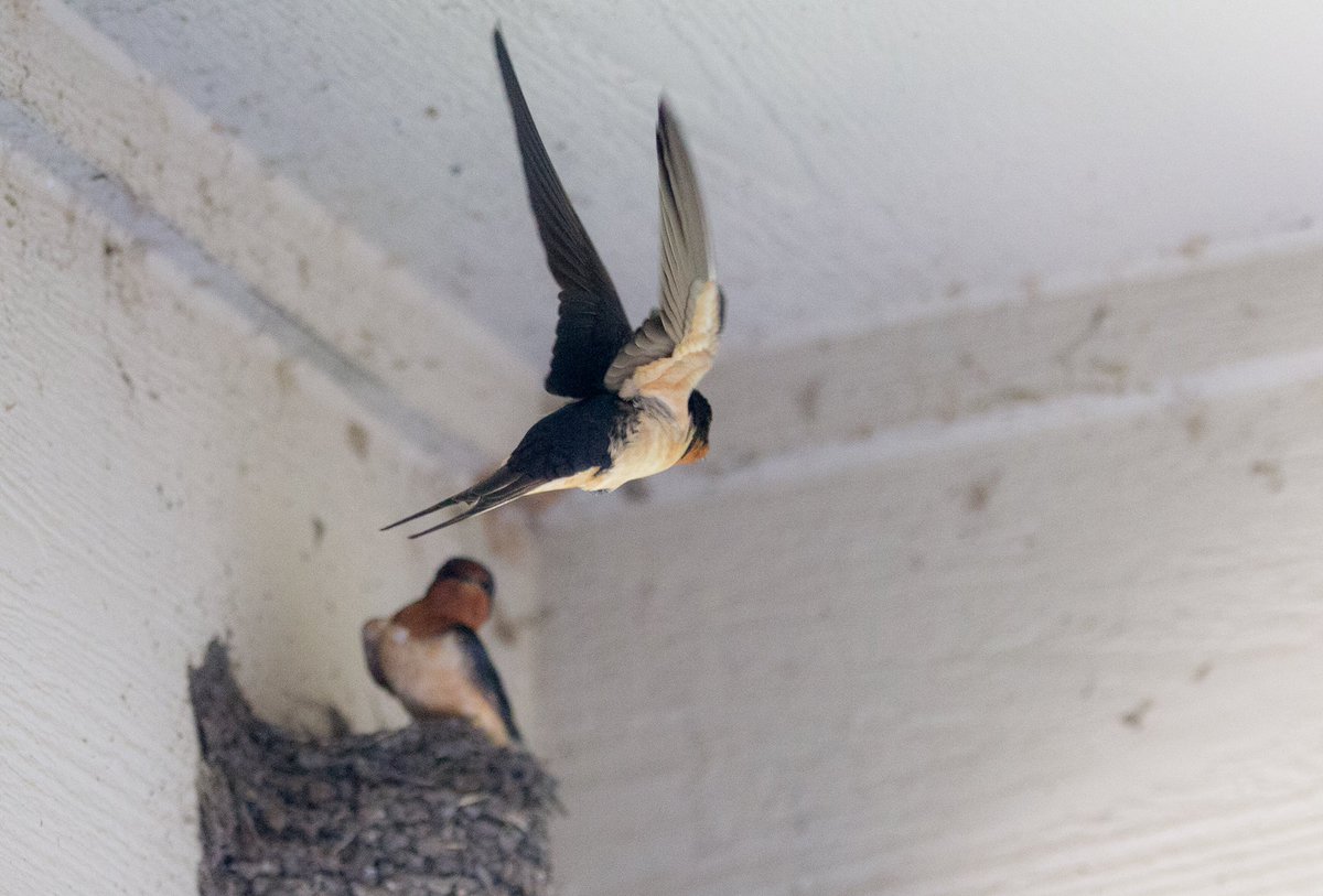 ramvideoprod's tweet photo. Barn swallows are back from there winter break. https://t.co/nLazRqo4uJ