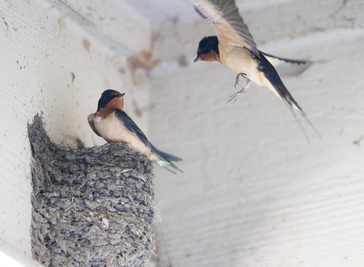 ramvideoprod's tweet photo. Barn swallows are back from there winter break. https://t.co/nLazRqo4uJ