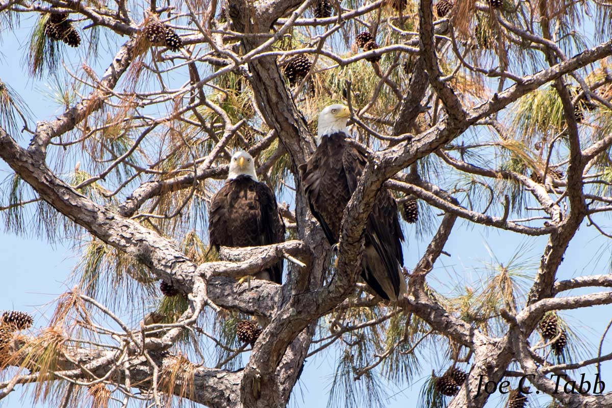 joectabb's tweet photo. #baldeagles at Lake Apopka https://t.co/DKnZGxXTcI