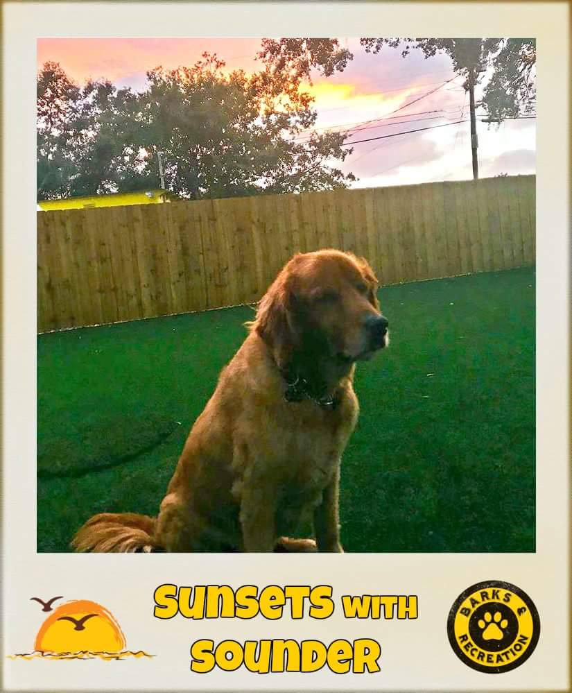 After the doors have closed and the phones have stopped ringing, these are the moments that make it all worth it! 

Sunsets and Awesome Fur Babies like Sounder! 🐶😍💞🌅

#sunset #FloridaSunsets #GoldenRetriever #Adorable #PuppiesofTwitter #DogLovers #PetLovers #Cute #BarkSquad