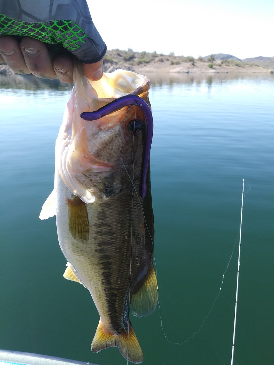 DropShotGang's tweet photo. #arizonacustombaits is the official soft plastic of the #DSG #DropShotGang #bass fishing #dropshot https://t.co/AnFVGM2ZIp