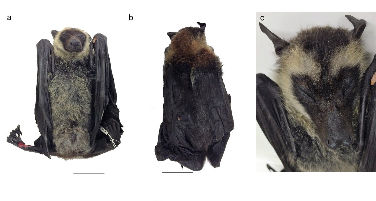 view craniofacial muscles a new framework for understanding the effector side