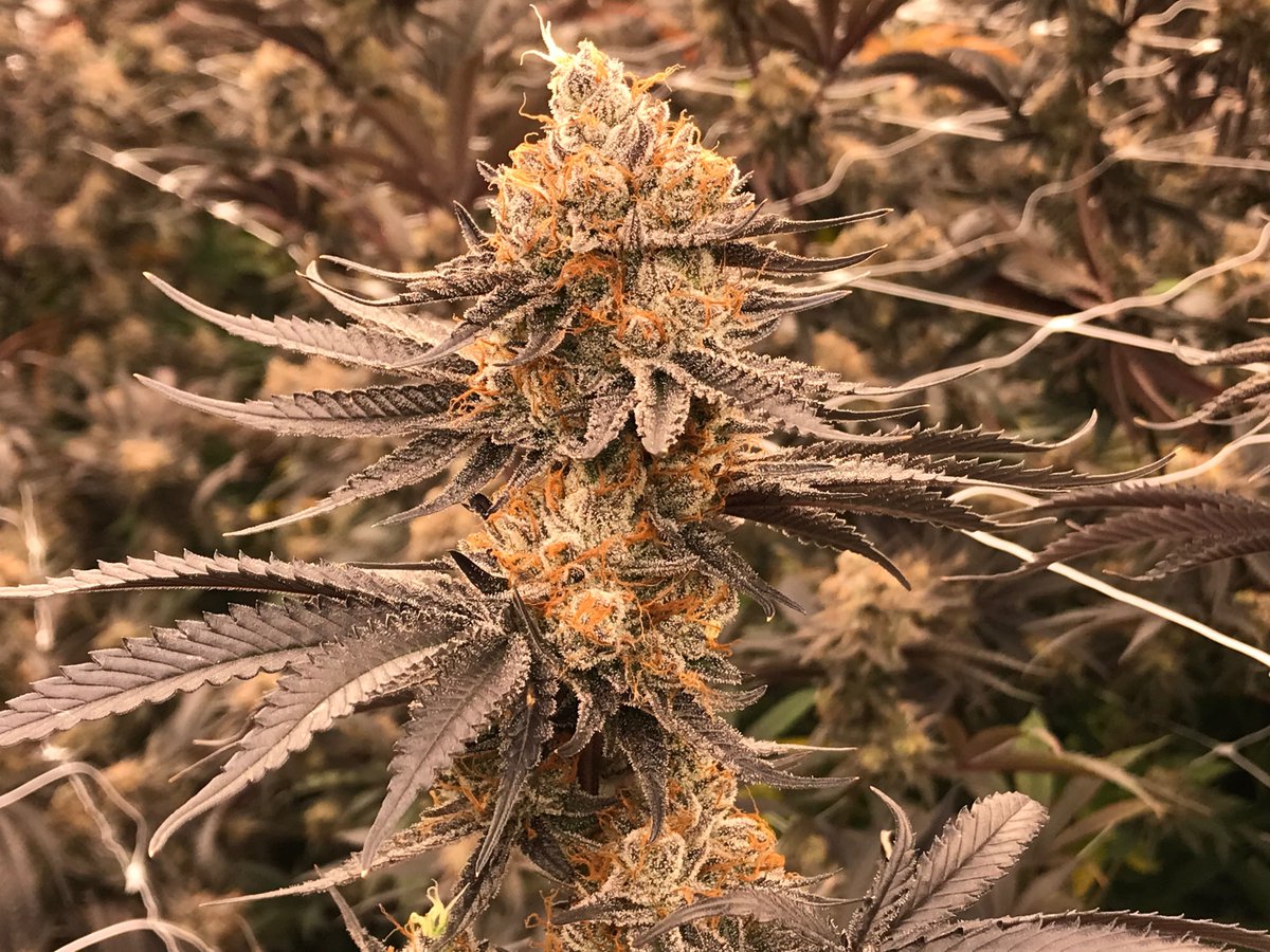 Eco Firma Farms tweet media