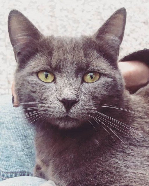 Reposting @stella_theologou: - via @Crowdfire 
Real eyes | Realize ¦ Real lies 👀
°
°
°
#silver #eyes #focus #catsofinstagram #catsandgreece #eros_greece #animals #cats #myphotography #vsco_greece #cutie #faces #nature_greece #team_greece #ig_today #igdaily #ig_thessaloniki
