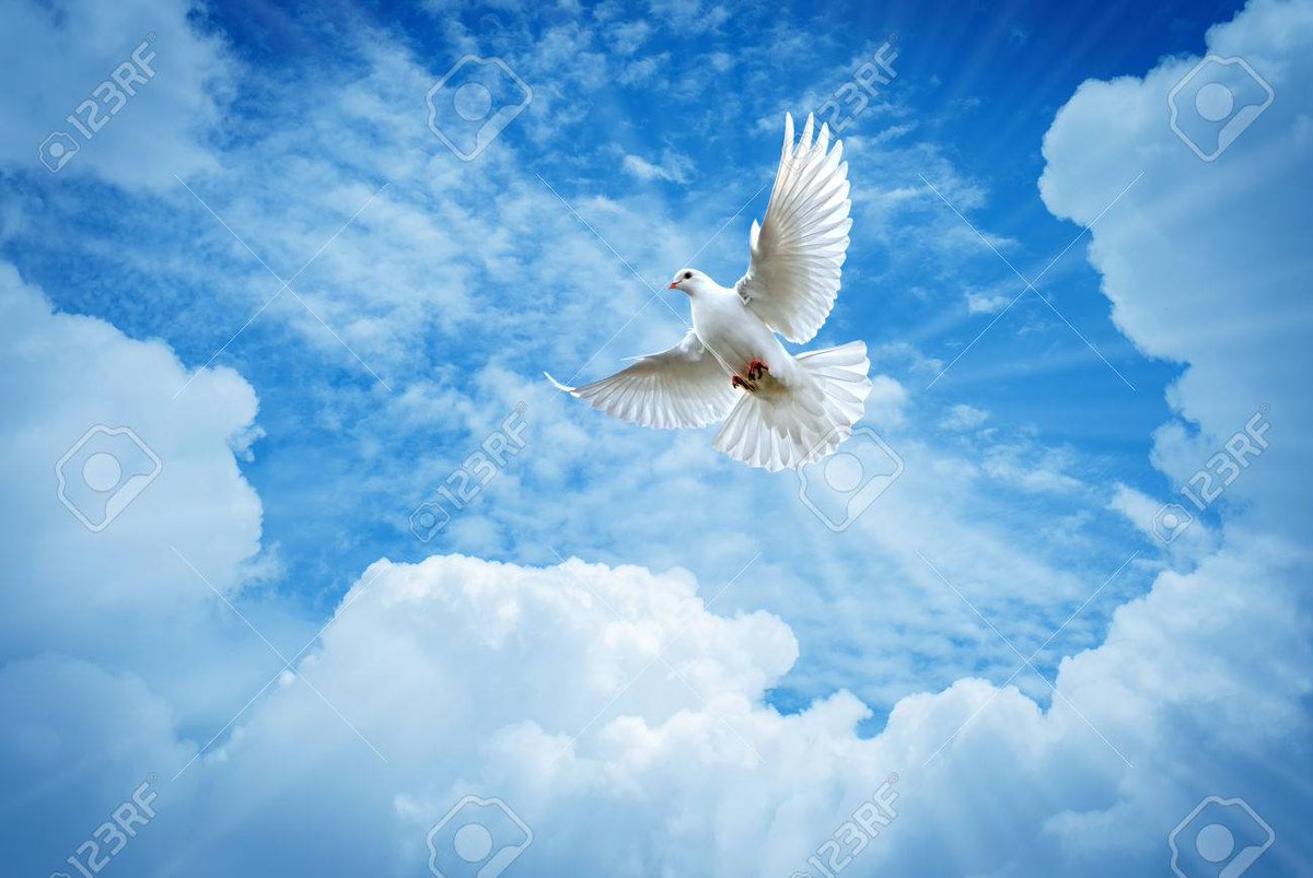 54_kler's tweet photo. "Hemos a prendido a volar como los pájaros, a nadar como los peces pero no hemos aprendido el sencillo arte de vivir como hermanos. Martín  Luther King. 😢😢 https://t.co/rCrEdDIDvB