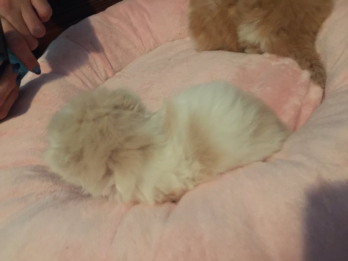 hotbred12's tweet photo. Our new addition to the family. He’s a boy. We bring him home in about 6 weeks but the family is undecided on a name. Any recommendations? He’s a bit of an oaf and is by far the biggest of his siblings. #catnames #kittennames https://t.co/jpN551ZSfn