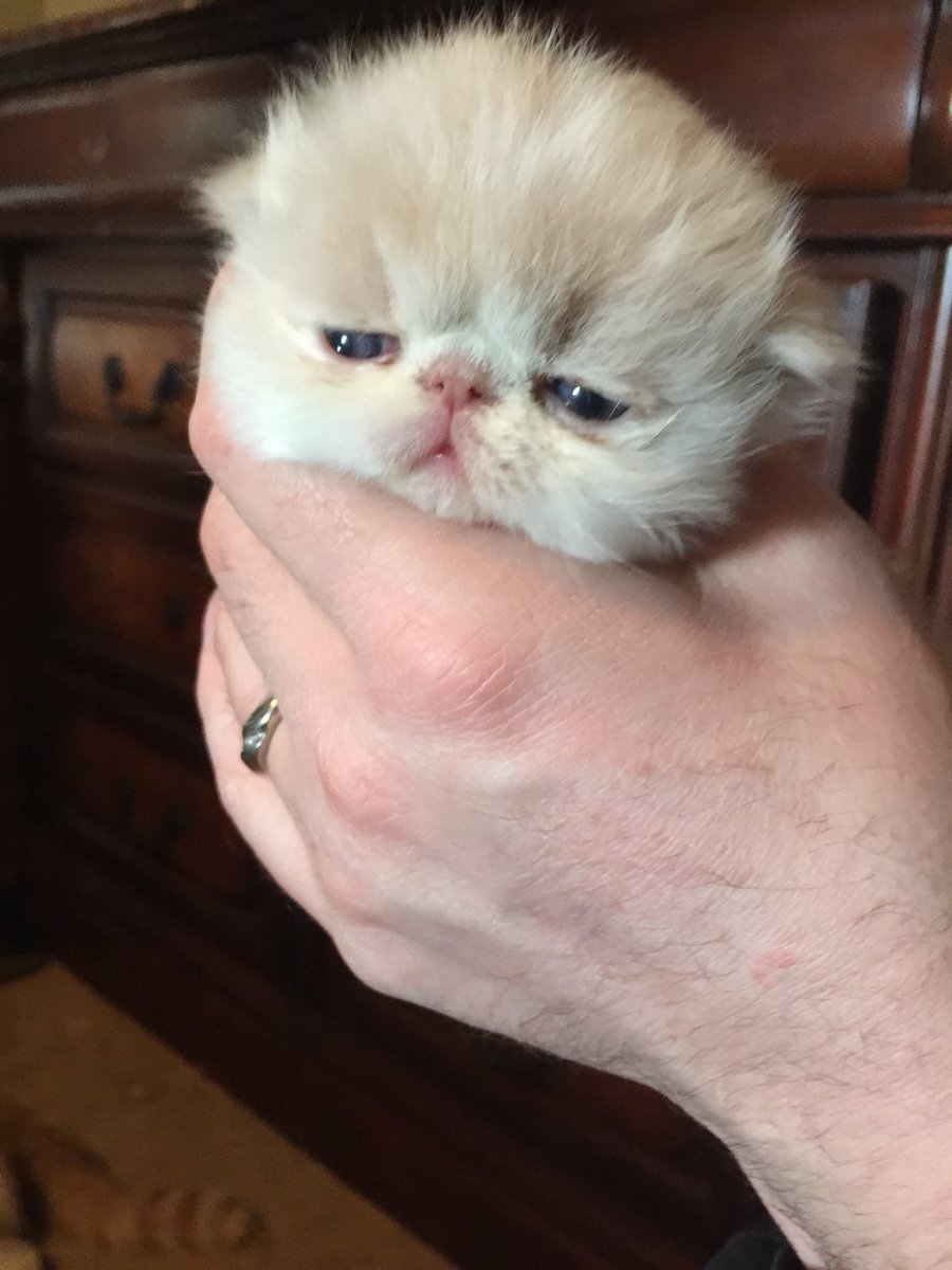 hotbred12's tweet photo. Our new addition to the family. He’s a boy. We bring him home in about 6 weeks but the family is undecided on a name. Any recommendations? He’s a bit of an oaf and is by far the biggest of his siblings. #catnames #kittennames https://t.co/jpN551ZSfn