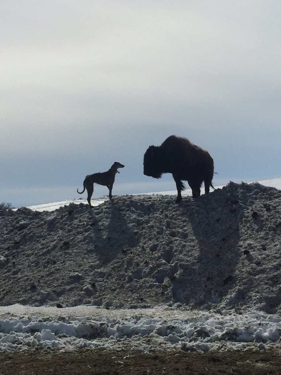 grahamlng's tweet photo. Sunday afternoon stare down.  #skag #bison #Dixie #Buddy https://t.co/P5PMvoCNxD