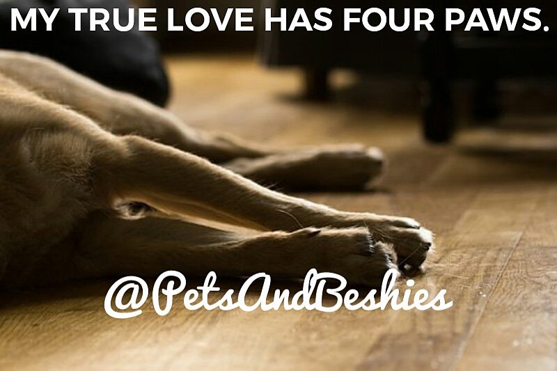 PetsAndBeshies's tweet photo. My true love has four paws who give so much unconditional love. 💚🐾💚
Have a lovely week ahead beshies. Woof-woof. 🐾🐶🐾 
#dogsarelove #doggy #doglovers #doggie #doglove #love #NationalPetDay2018 #happy #MondayMotivations #morningvibes https://t.co/iIFf4ZBoD2