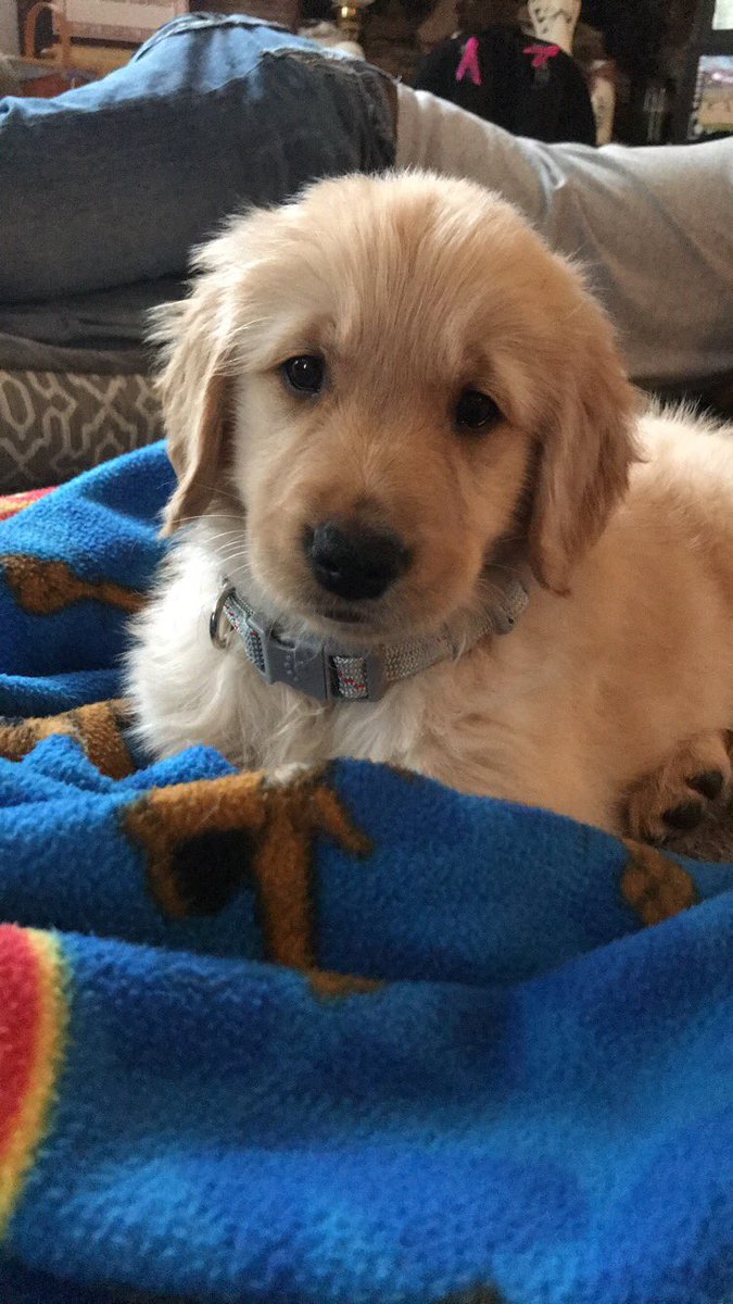 KingCrabb24's tweet photo. Twitter meet Lucy, arguably the cutest puppy ever 🐶 https://t.co/41hUqIHgBh