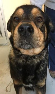 UpperCredit's tweet photo. Ryder is a gentle 2½-year-old Rottweiler/Siberian Husky who knows his basic commands and walks great on a leash. Meet him at the shelter.  https://t.co/MvXtAOwCm8 https://t.co/DP3K4JeyKt