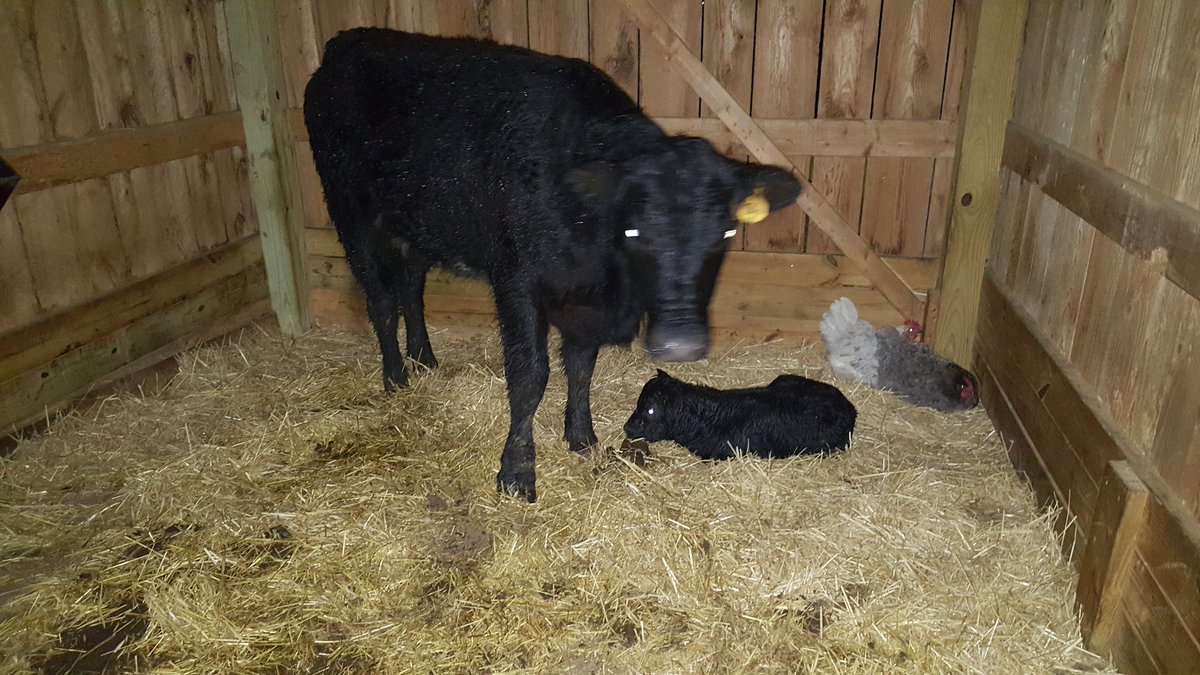 DoctorsGoing's tweet photo. Nothing like coming home from a weekend day shift to find that one of the pregnant heifers dropped her calf in the pouring rain at the bottom of my hill. Barn with dry stall at top of hill. Got my workout!

#babybull #DrFarmer https://t.co/2Q8ozWMnax