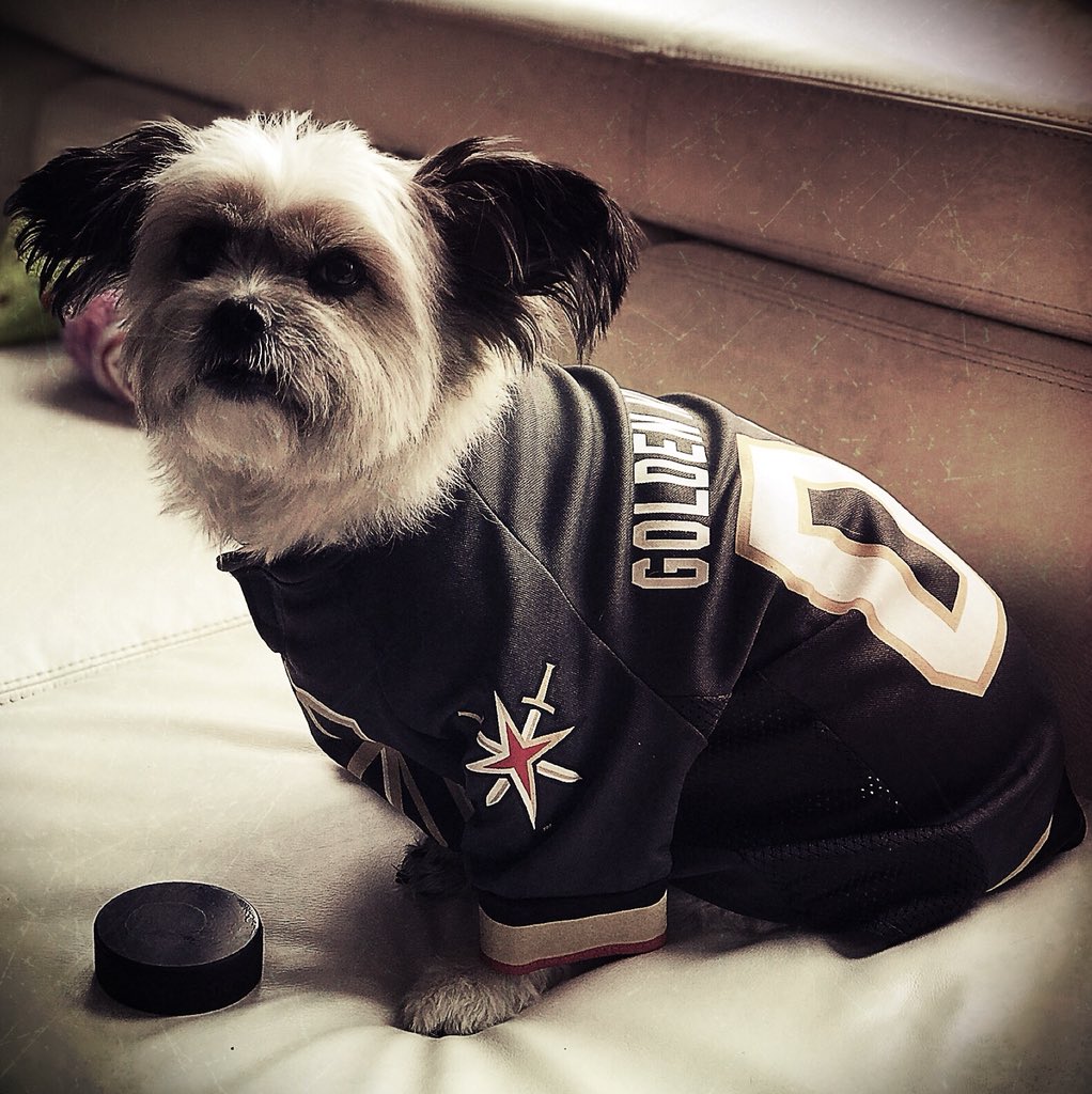 DeniseHenwood's tweet photo. Go @GoldenKnights Gooooooo! #roadtostanley #PaniTheBossBitch geared up & ready to defeat @LAKings 💛🖤 #Rescue dog fr #isfahan #iran #underbitesrule @nhl #NHLPlayoffs #VGKvsLAK #VegasStrong #stanleycup #VegasBorn https://t.co/n8Ad8q9e8r