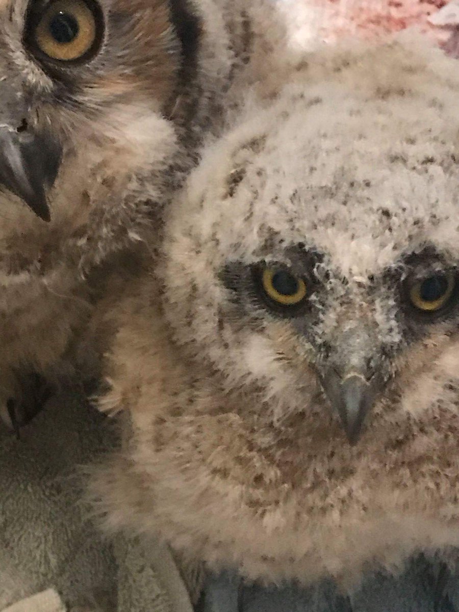 It's baby #GreatHornedOwl season! This time of year young owls are coming out of their nests. Most often they cannot fly for days or even a week. If left alone they will often try to find a good hiding spot, or even climb up a tree. If you're concerned an owl is injured, call us!
