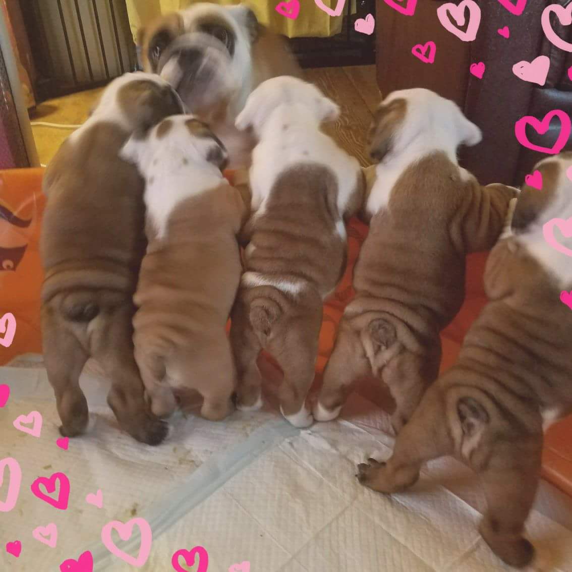 For the family archives, Tupper II with his brothers &amp; sister's and Mama Panda.  Tupper II is the first in his family to go off to college.