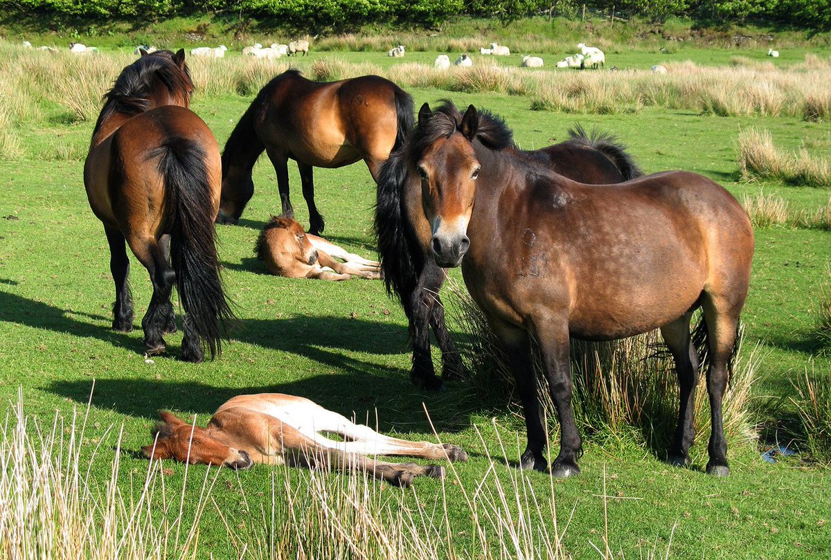 visitexmoor tweet picture