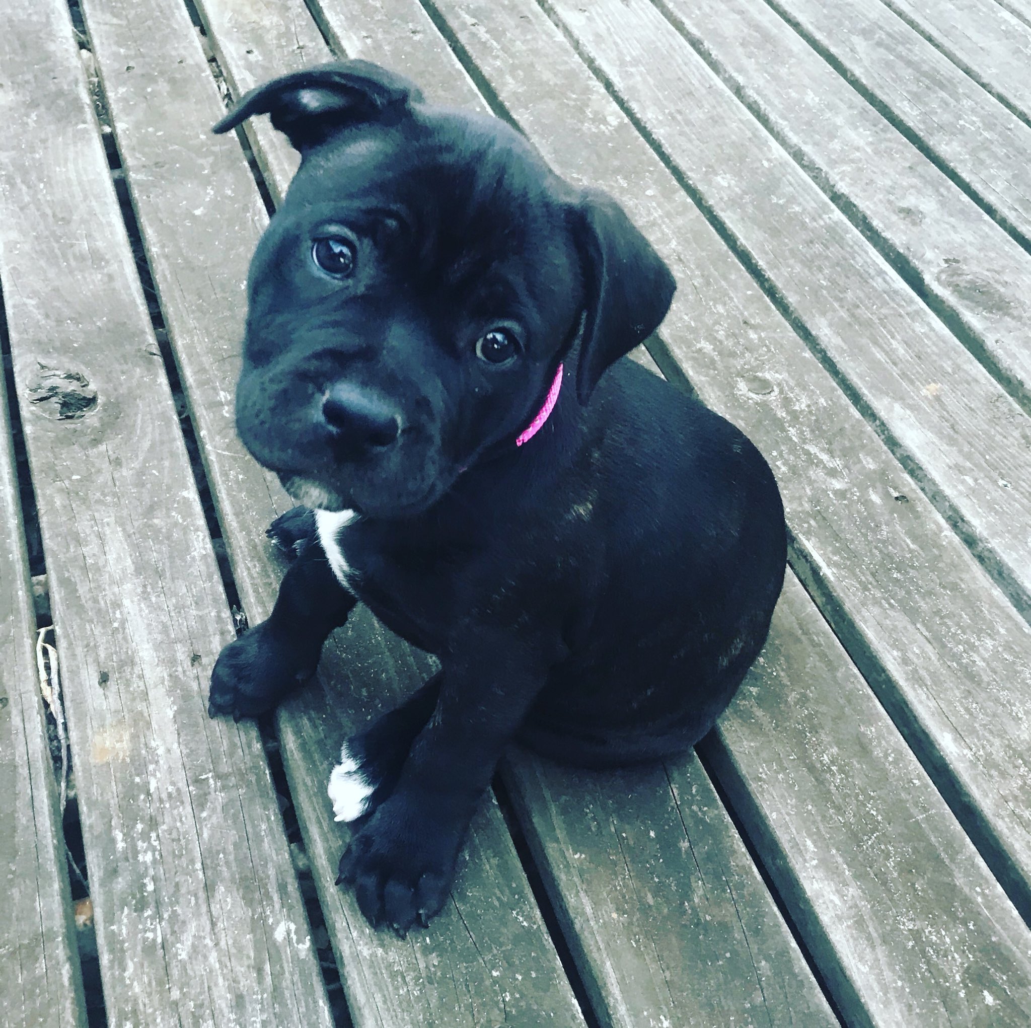 15 week hotsell old staffy