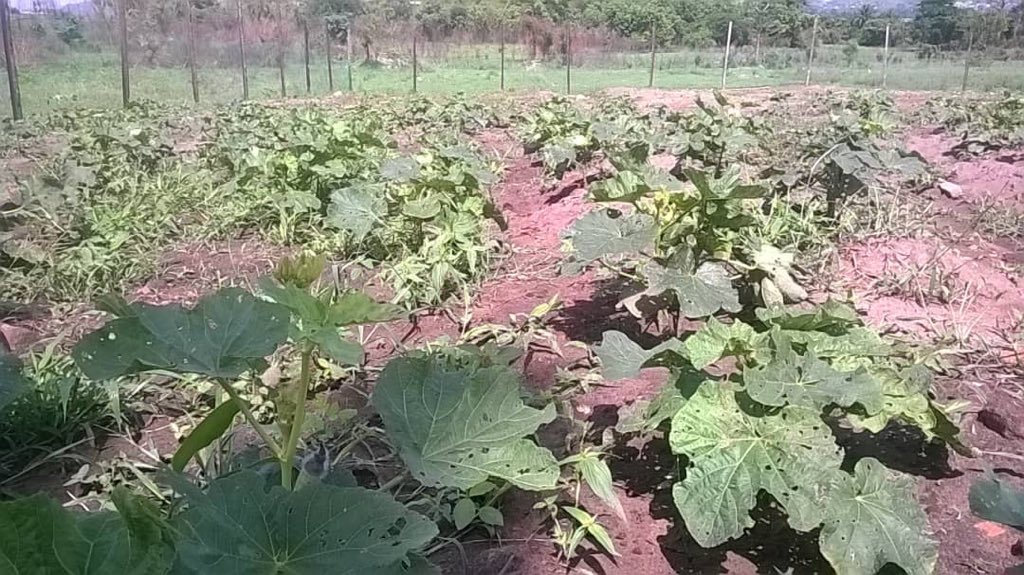 johndumelo's tweet photo. My Okro is almost ready for harvesting.... #melofarmer #proudfarmer https://t.co/iWlbF6T8dN