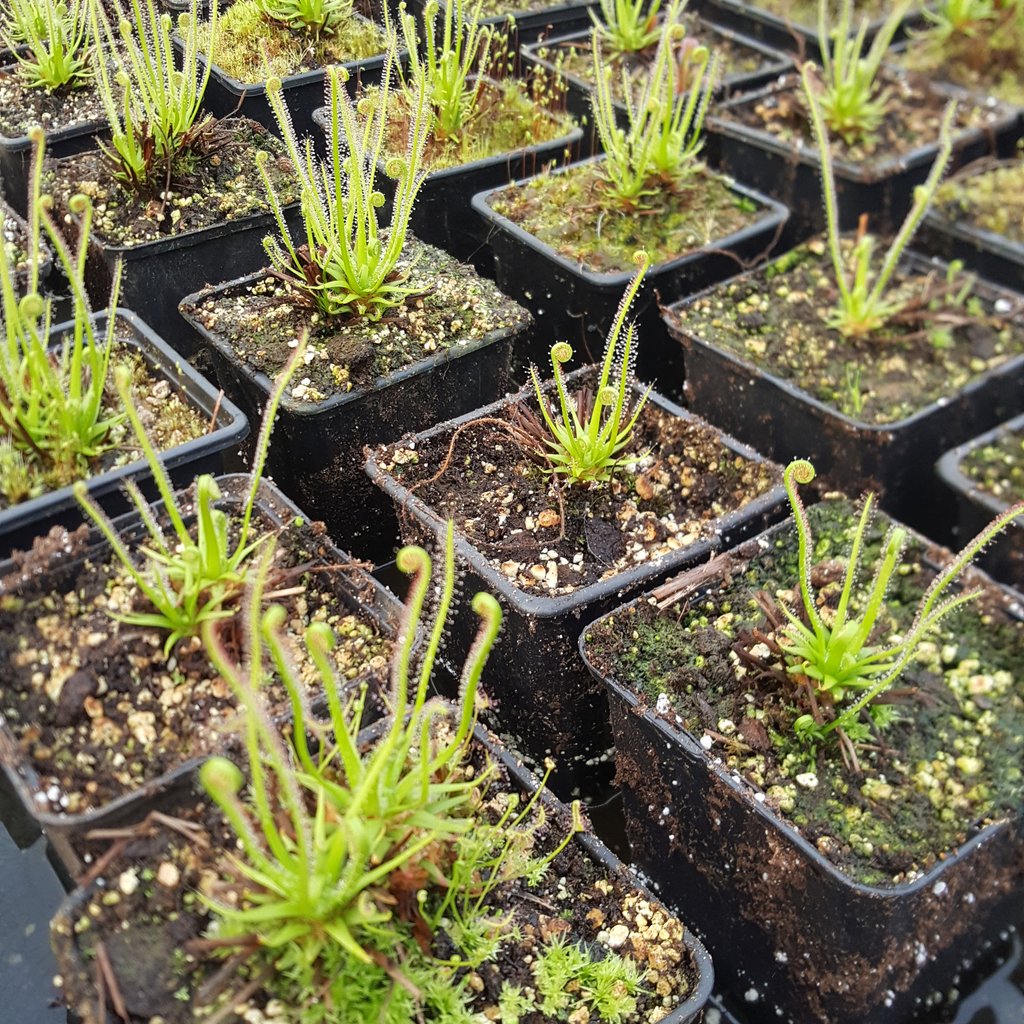 triffidplants's tweet photo. Spring is here!!! Hope it stays around for abit! Threadleaf sundews emerging from dormancy. #triffidplants #sundews #carnivorousplants #triffids #drosera https://t.co/MCtI2j1DuA