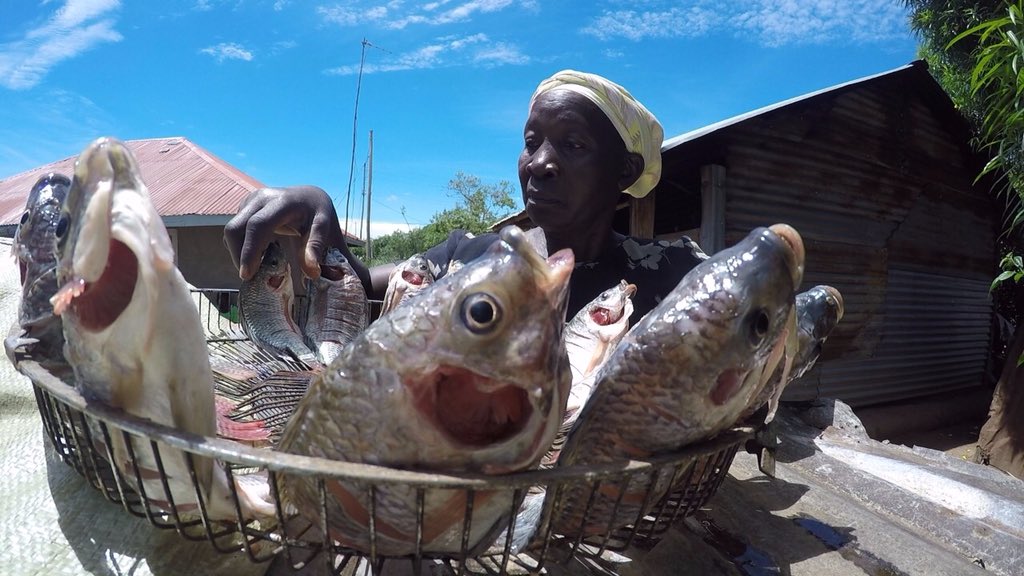 WorldVisionKE's tweet photo. Integrated #fish #farming have improved n strengthened resilience of vulnerable rural households through #fish, #poultry n #horticulture farming in #Magunga, #Lambwe n Pala area. The project is improving the #nutrition of children as well as income #WhatWomenWant @WFP https://t.co/cga03f0DY4