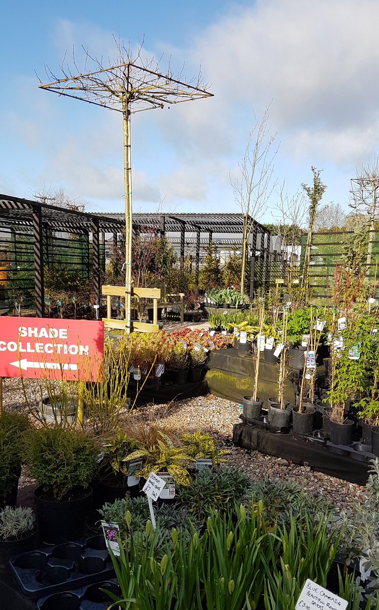 Never mind the shade collection! What a beautiful morning!
#gardencentre #pleached #gardening #perennials #bluesky #plantsforliving
