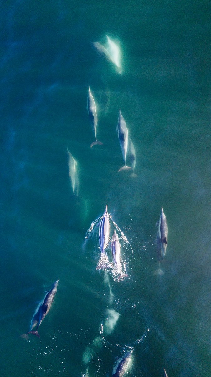 Good morning Cape Town.
Sunrise Autumn Drone flight and spotted some dolphins in Camps Bay.
#dji #MavicPro