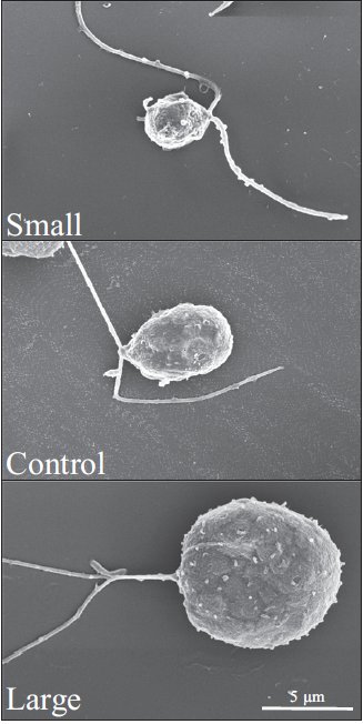 Geometric Biology (@geometricbiol) on Twitter photo 250 generations of artificial selection to test causal relationships between size and photosynthetic machinery,
doi.org/10.1111/nph.15…
@MartinoMalerba @djm_MEEG <a href="/mdm_palacios/">Maria Palacios</a> 250 generations of artificial selection to test causal relationships between size and photosynthetic machinery,
doi.org/10.1111/nph.15…
@MartinoMalerba @djm_MEEG <a href="/mdm_palacios/">Maria Palacios</a>