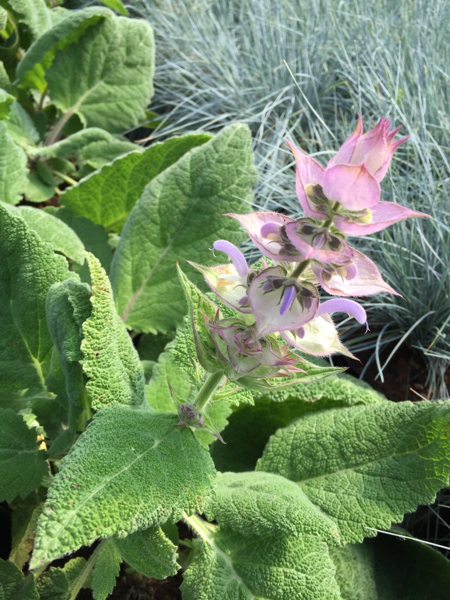 #Salvia sclarea var. turkestanica getting ready to rocket into growth with 1m spikes of pink and white loveliness.  #AVlist #plantnursery #droughttolerantgarden #horticulture
