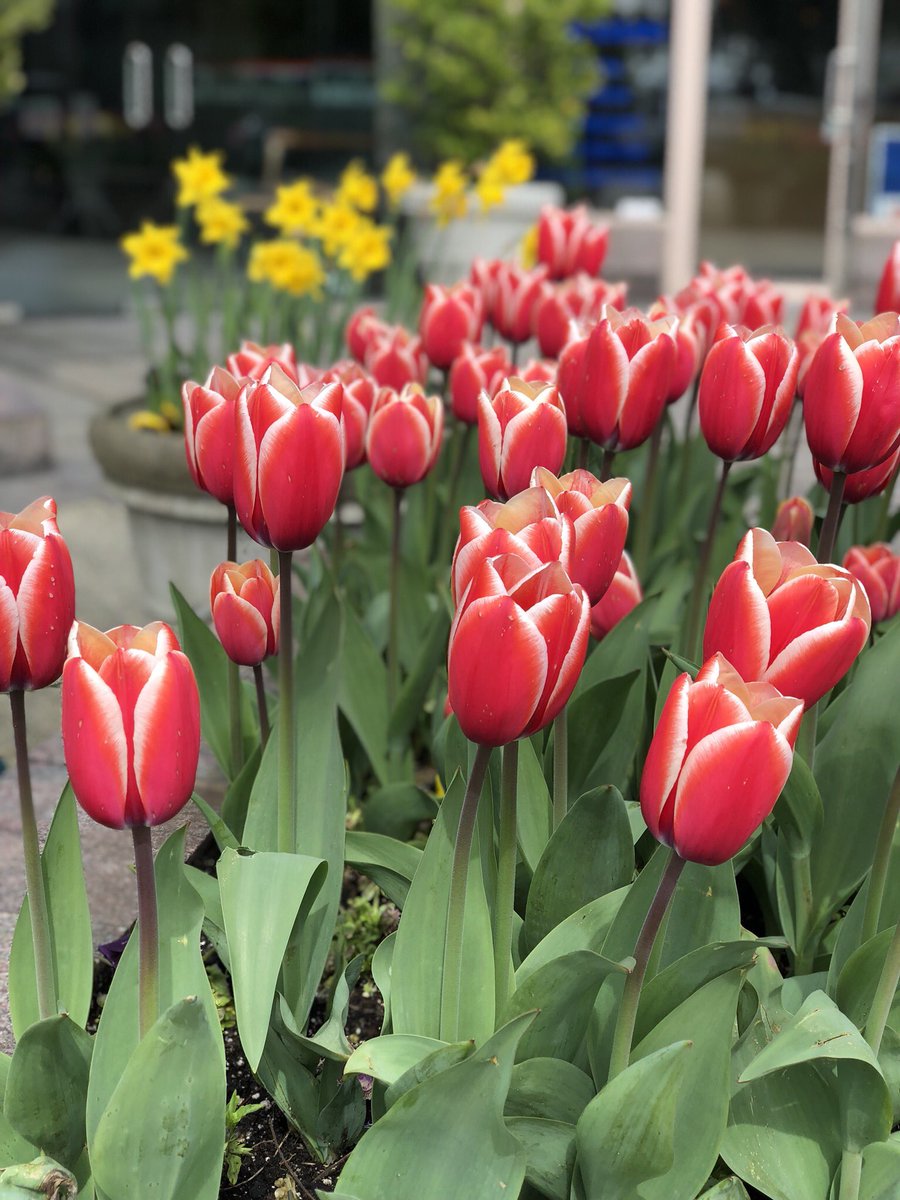 Evergreen_Ad_BC's tweet photo. Tulips Season #vancouver #BritishColumbia #exploreBC #tulips #Spring https://t.co/nmU0PFpDf6