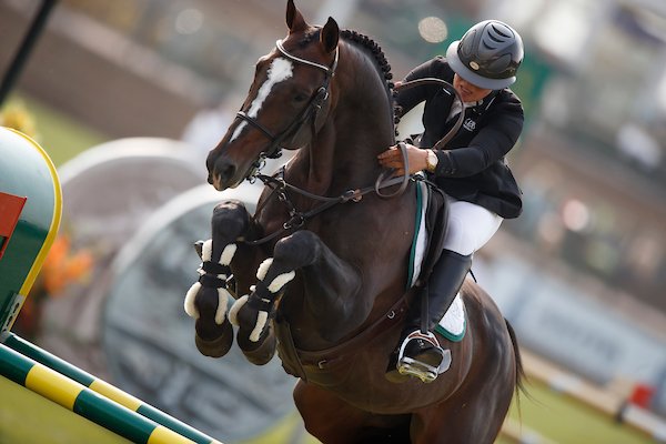 BWP-elitehengst Fantomas de Muze &amp; Identity Vitseroel naar goud in Lanaken belgian-warmblood.com/NL/nieuws/bwp-… Proficiat <a href="/MichelVanderhas/">Michel Vanderhasselt</a>
