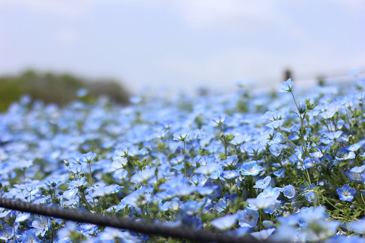 みんな大好きネモフィラ 42ページ目 Togetter