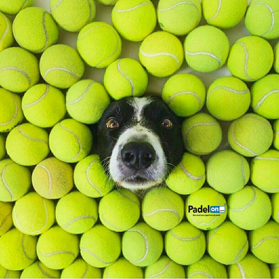 ¿Lunes otra vez? 😵...¡Pádel trágame!
#Padel #PadelON #FelizSemana