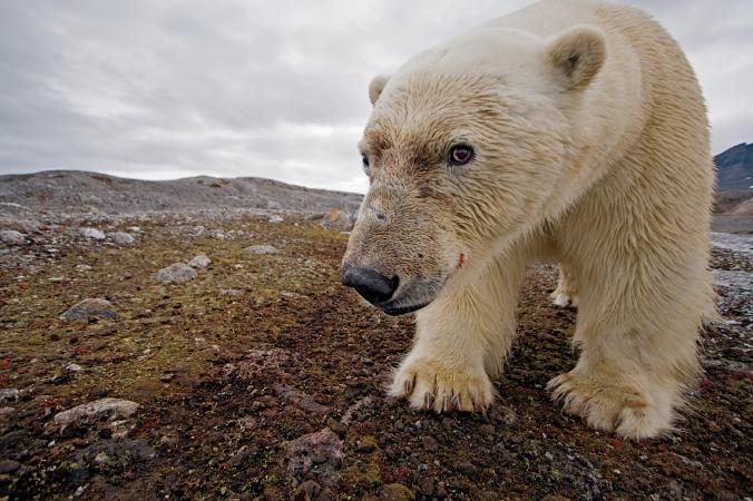 ccarl012's tweet photo. According to @NatGeo the global population of polar bears is projected to decrease (due to decline in sea ice) by two thirds, to less than 10,000 polar bears by 2050. #ClimateChange https://t.co/dbpo0eSoN4
