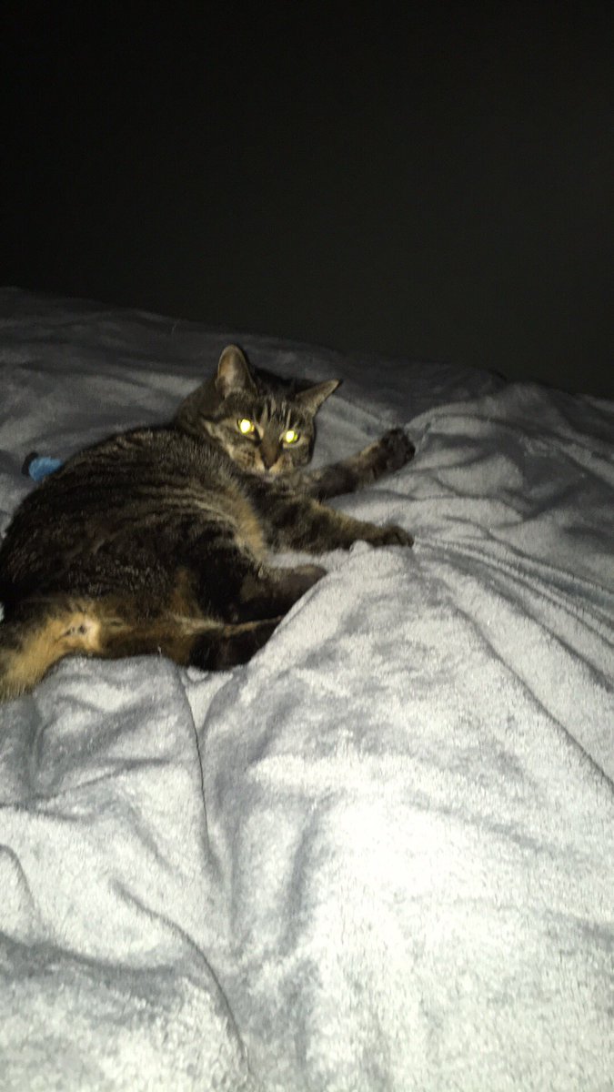 lizzy3636's tweet photo. When the 19 year old cat thinks she’s a kitten who should attack your feet #cats https://t.co/TegguOXO8U
