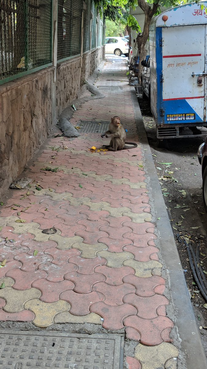 sftmumbai's tweet image. Just monkeying around

#teampixel #shotonpixel #justmonkeythings