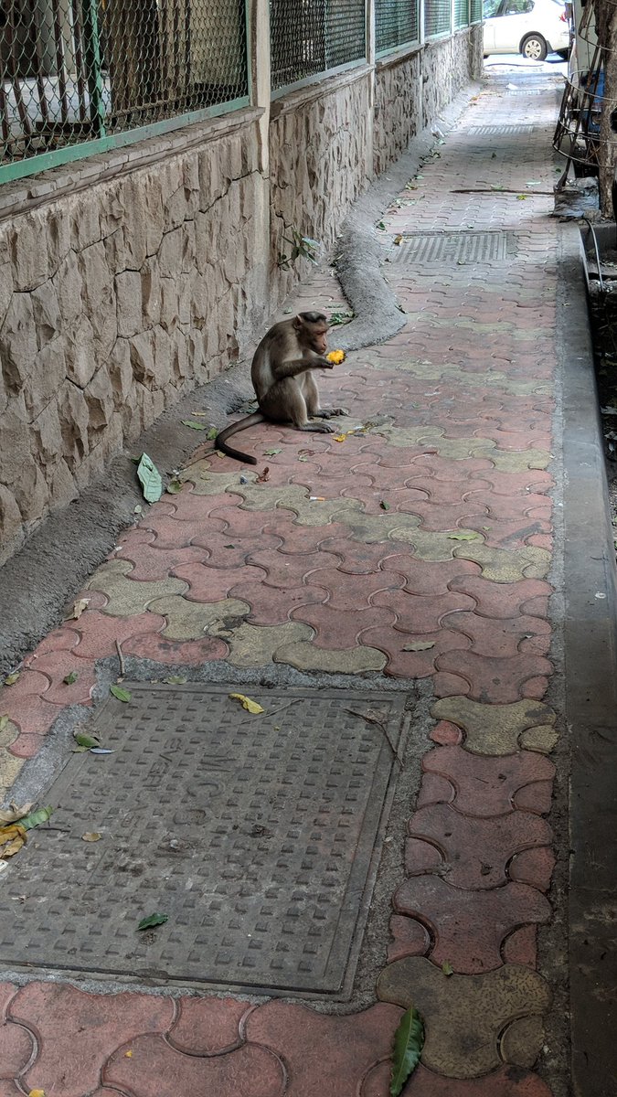 sftmumbai's tweet image. Just monkeying around

#teampixel #shotonpixel #justmonkeythings