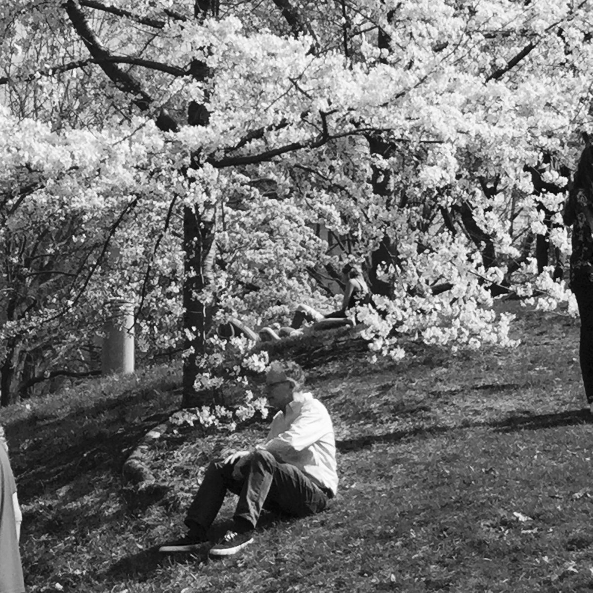 EmilioSegares's tweet photo. Spring in Central Park, New York, Saturday, 14.4.2018 https://t.co/xo5SdZ1cC1