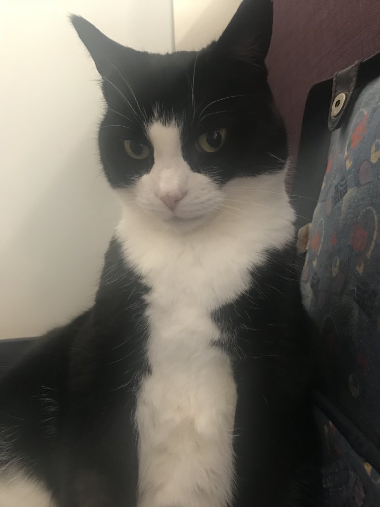 poppycat_life's tweet photo. I just don’t understand why I can’t be fed at 5 am when I start grumbling. Why don’t the staff do as I say?! #MondayMotivaton #MondayMorning #MondayMood https://t.co/Smn7NkoIbI