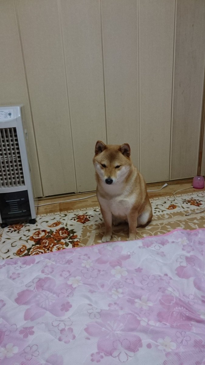 柴犬りんご郎 ハナちゃんはキツネ顔ですね どうでしょうか W 個人的にはちょっとぽっちゃり気味で愛嬌のあるワンコに育ってほしいんですけどね 笑