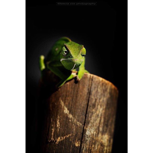 LeticiaCoxPhoto's tweet image. “My special little friend”. #cameleon #wildlife #reptiles #macrophotography #photographer #nikond850 #nikonownermagazine #animals #naturallight ift.tt/2J0pxUT