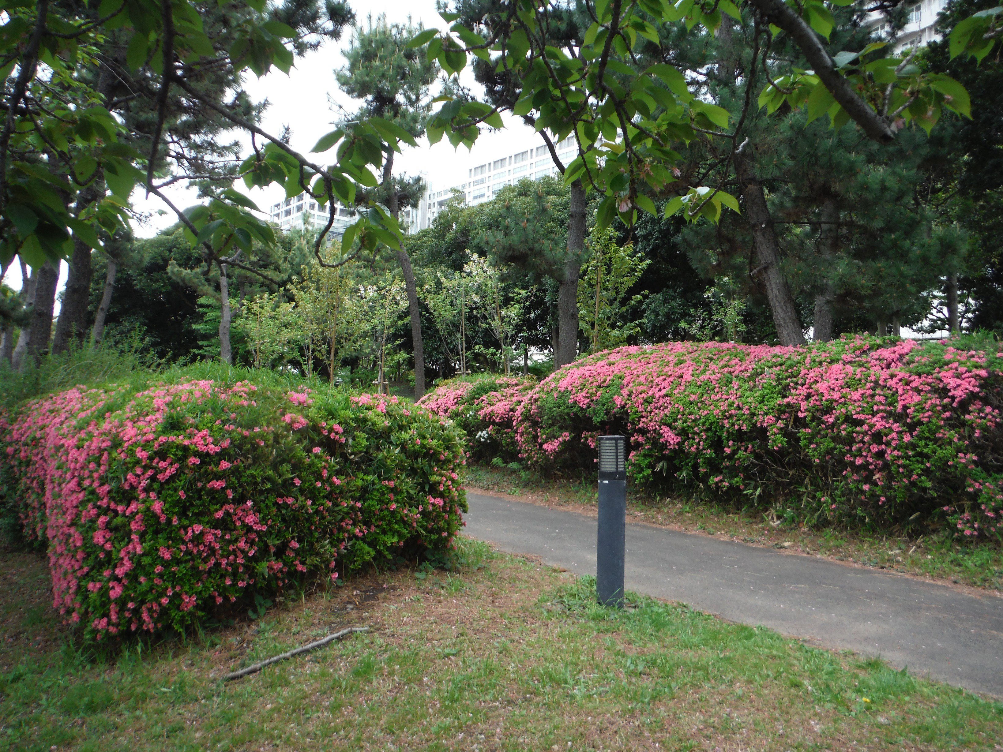 お台場海浜公園 公式 4 16お台場海浜公園 桜も終わり お台場はつつじが咲き始めました 赤 白 ピングの花 が美しいです 観光客もかわるがわる 記念写真を撮っておりました 満開はいつになるでしょうか 花言葉 赤いつつじには 恋の喜び 白い