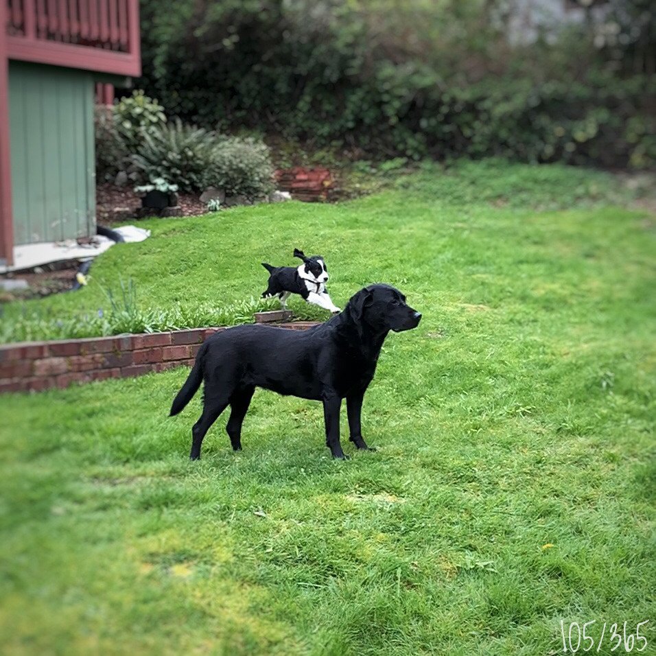 dDBlythe's tweet photo. Day 105/365 #project365 Nacho has a great day with @barkerally & @cunningcal’s dogs #sundayFUNday #pnwonderdogs #NachoSpringer #englishspringerspaniel #springerspaniel #springerpuppy #plothound #olddogsrule #labsofinstagram #blacklab (at Port Orchard, Washington) https://t.co/SF167PBDD9