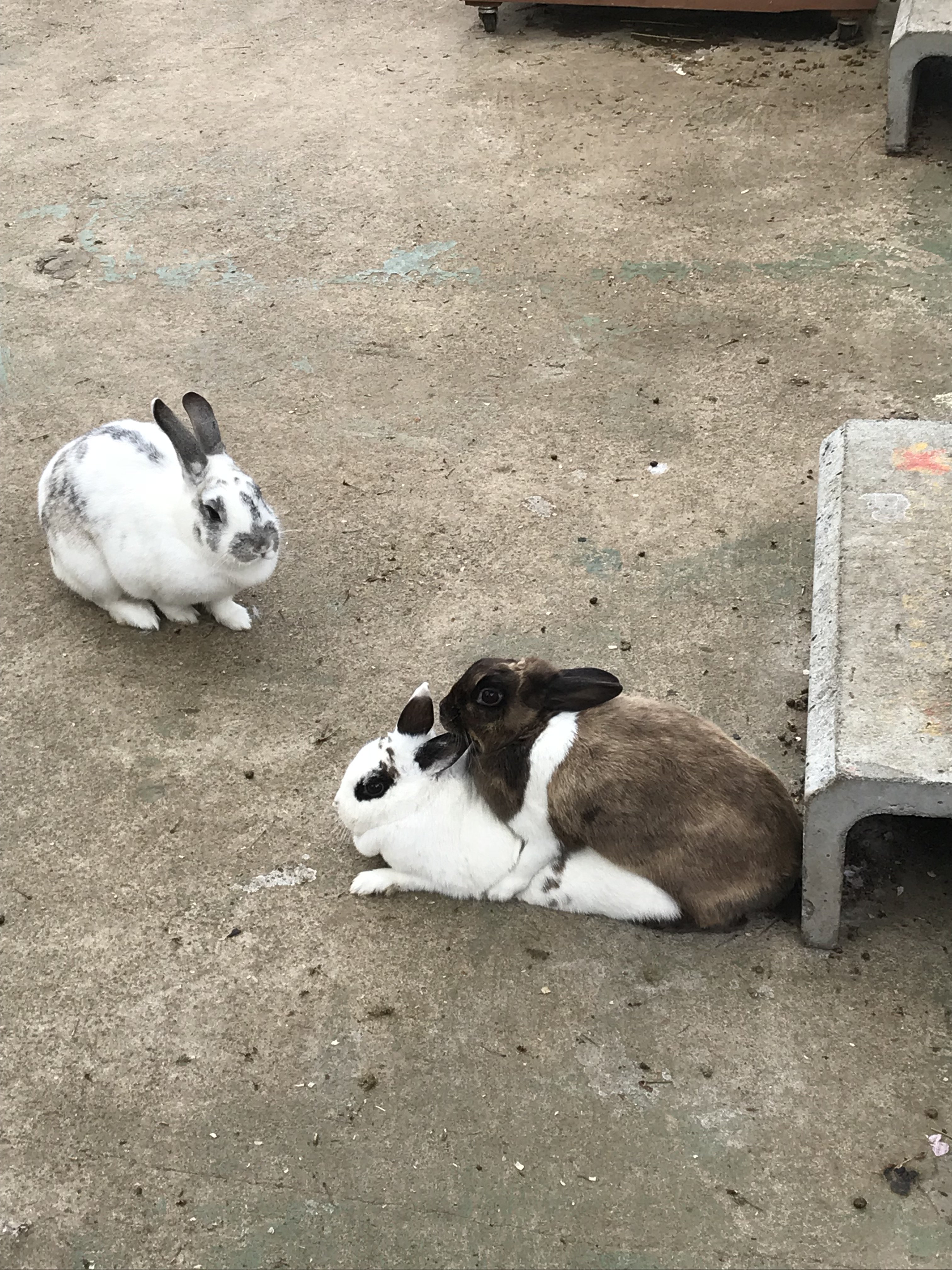 清水公園ポニー牧場 No Twitter ウサギ達の女子会のその後 あれがマウンティング女子というやつか T Co Blndfe4ohl Twitter