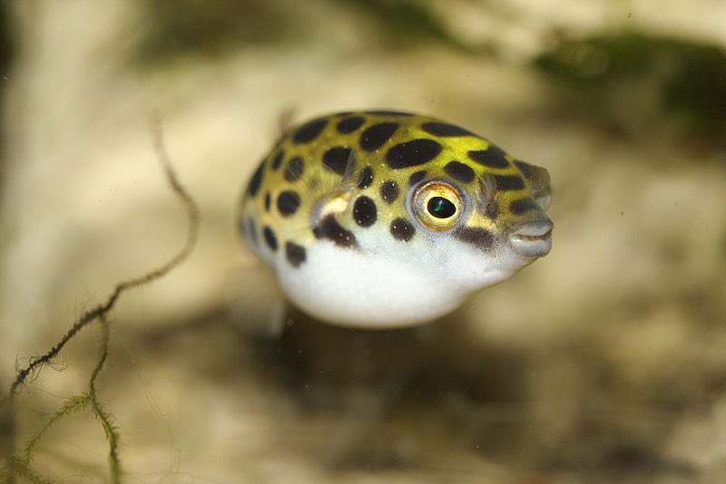 fluffyuncorn's tweet photo. I’m not sure if I’m okay anymore, but here’s a picture of a puffer fish. https://t.co/ZqTndpfSGf